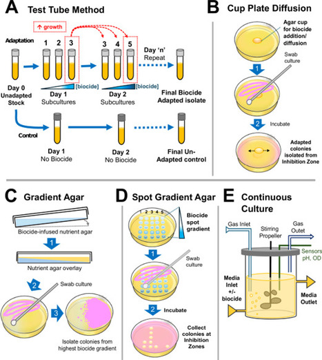 Reviewing the complexities of bacterial biocide susceptibility and in vitro biocide adaptation methodologies | npj | RMH | Scoop.it