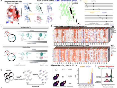 The evolution of allostery in a protein family | Brve | RMH | Scoop.it