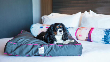 US hotels host puppy-cuddling event to 'melt away' election stress | The Business of Events Management | Scoop.it