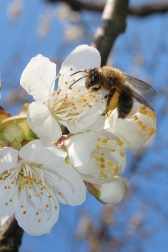 Un label pour les produits respectueux des pollinisateurs | Variétés entomologiques | Scoop.it