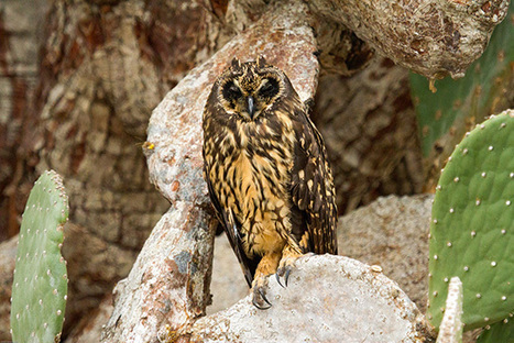 Night adventures in the Enchanted Isles: In Search of Galapagos Short-Eared Owls on Floreana Island | Galapagos | Scoop.it