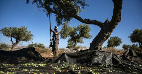 MENA : Activist rabbi helps West Bank FARMERS facing Israeli settler violence | CIHEAM Press Review | Scoop.it