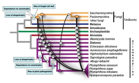 PNAS: Horizontal gene transfer facilitated the evolution of plant parasitic mechanisms in the oomycetes | Plant Pathogenomics | Scoop.it