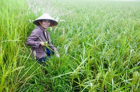 I’m waiting for a revolution in rice that is actually green | SRI Global News ++ March - May 2025    System of Rice Intensification (SRI) | Scoop.it