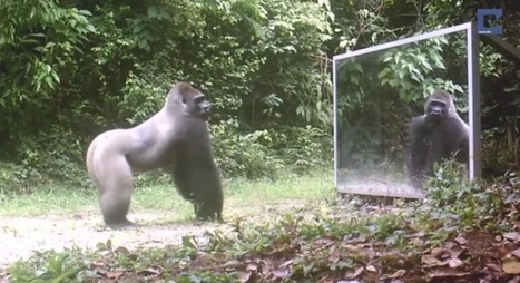 Mies k&auml;vi laittamassa viidakkoon peilin ja kuvasi sitten el&auml;inten reaktoita, kun ne n&auml;kiv&auml;t kuvajaisensa ensimm&auml;ist&auml; kertaa | 1Uutiset - Lukemisen t&auml;hden | Scoop.it