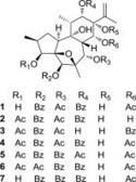 Daphnane diterpenoids from the stems of Trigonostemon lii and their anti-HIV-1 activity | Natural Products Chemistry Breaking News | Scoop.it