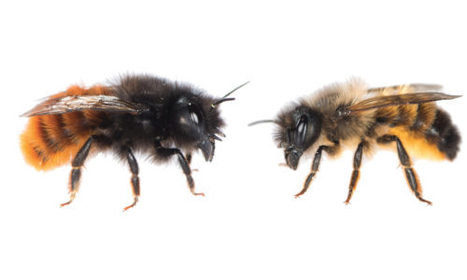 Écologie : bientôt des abeilles de compagnie ? | Variétés entomologiques | Scoop.it