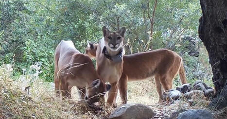 Mountain lion mother of two, killed by a vehicle on State Route 74 | Coastal Restoration | Scoop.it