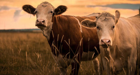 Les cours de la viande bovine toujours en hausse | Actualité Bétail | Scoop.it