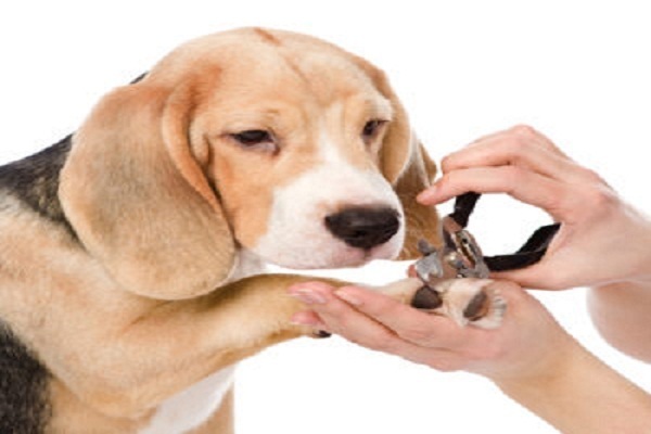 pet spa near me