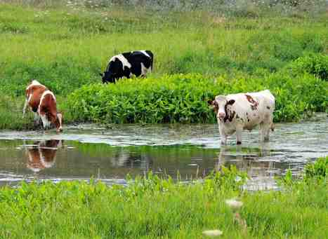 Amériques : Le changement climatique pourrait favoriser un gros essor de l'élevage laitier vers les Grands Lacs | Lait de Normandie... et d'ailleurs | Scoop.it