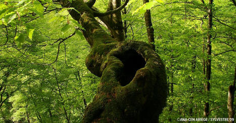 Voyage en vieille forêt à la découverte des mondes cachés le 30 août sur le secteur de Loudenvielle | Vallées d'Aure & Louron - Pyrénées | Scoop.it