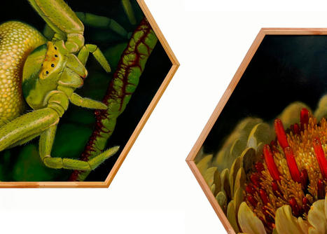 Québec. Exposition "Nuées" de Emy G. Saint-Laurent, une incursion dans l’univers des insectes nord-côtiers | Variétés entomologiques | Scoop.it
