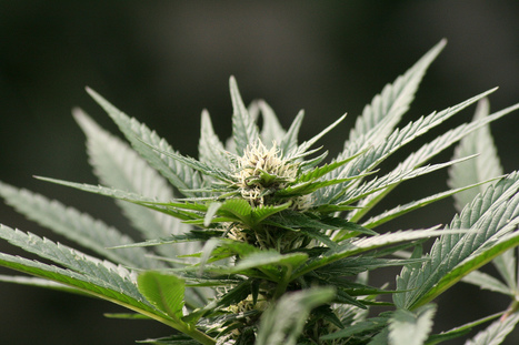 Des médicaments à base de cannabis bientôt vendus en France | Essentiels et SuperFlus | Scoop.it