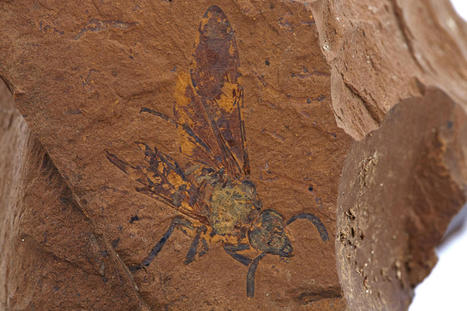 1jour1actu : Spectaculaires fossiles découverts en Australie | Insect Archive | Scoop.it
