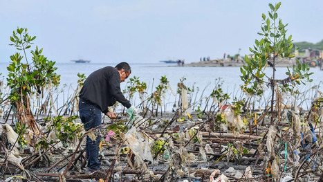 Ces asset managers qui s'int&eacute;ressent aux mangroves et aux tourbi&egrave;res | Asset Management & Innovation #121- A2 Consulting | Scoop.it