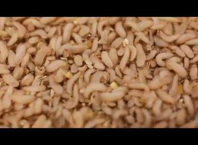 Larvae turning leftovers into profits and jobs | Sandy Beach Ecology & Management | Scoop.it