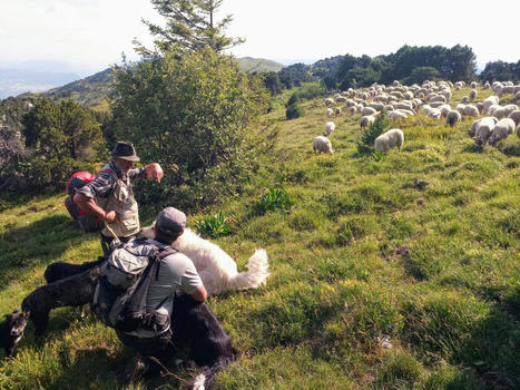 Action de sensibilisation aux troupeaux et aux chiens de protection dans les alpages de la Haute Chaîne du Jura  | Biodiversité | Scoop.it