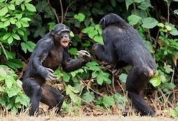 What Can Bonobos Tell Us about Ourselves? | Empathy and Animals | Scoop.it