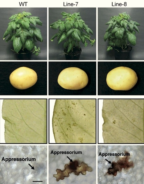 New Phytologist: StCDPK5 confers resistance to late blight pathogen but increases susceptibility to early blight pathogen in potato via reactive oxygen species burst (2012) | Plants and Microbes | Scoop.it