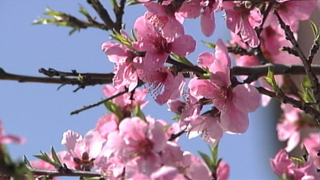 UMass Researchers Study Link Between Allergies And Global Warming | Boston, you're my home | Scoop.it
