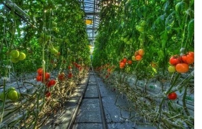 The rise of indoor cropping | Stage 5 Sustainable Biomes | Scoop.it