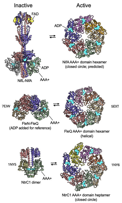 Structural analysis of the NifL-NifA complex reveals the molecular basis of anti-activation of nitrogen fixation gene expression in Azotobacter vinelandii | Brvm | RMH | Scoop.it
