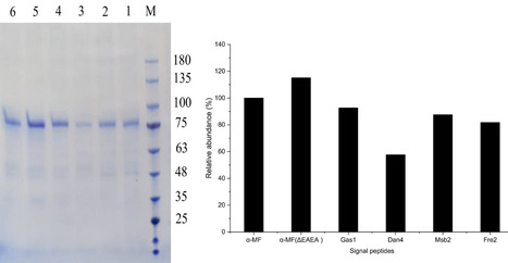 Secretion Engineering Enables Production of a Structurally Stable and Long-Continuous Type III Collagen Fragment in Pichia pastoris | bab | RMH | Scoop.it