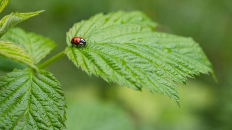 Des scientifiques alertent sur la perte de branches entières de l’ "arbre de la vie" : « La crise de la biodiversité est aussi grave que le changement climatique » | EntomoNews | Scoop.it