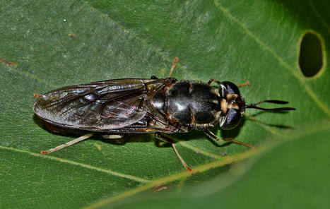 Insectes : les petites bêtes qui montent… | EntomoNews | Scoop.it