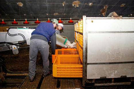 Réduire le taux d’ailes cassées à l’abattoir | La Gazette des abattoirs | Scoop.it