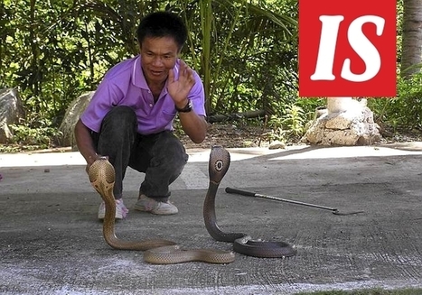 Varo käärmettä Thaimaassa! | 1Uutiset - Lukemisen tähden | Scoop.it