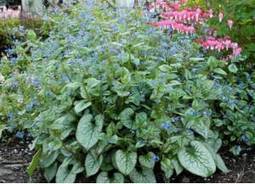 Add some blue sparkle to a shady garden | Gardening Life | Scoop.it