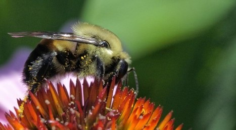 photographing bees with Nikon 1 J5 | Mirrorless Cameras | Scoop.it