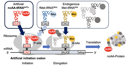 Artificial initiation codons and engineered initiator tRNAs enable N-terminal noncanonical amino acid incorporation in intact cell-free translation systems | brvsb | RMH | Scoop.it