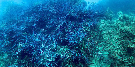 As Ocean Temperatures Rise, Coral Reefs Face Closing Window for Recovery From Climate Damage | by&nbsp;Julia Conley | CommonDreams.org | @The Convergence of ICT, the Environment, Climate Change, EV and HEV Transportation & Distributed Renewable Energy | Scoop.it