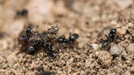 Tapinoma magnum, une invasion de fourmis menace la biodiversité dans les jardins, potagers et maisons de Corse | EntomoNews | Scoop.it