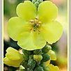 Le bouillon blanc - Elixirs-bio.com, le blog | Santé par les plantes | Scoop.it