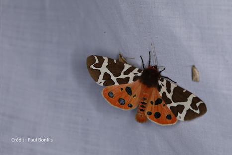 Lépinoc, des applications mobiles et web pour l'observation des papillons de nuit | EntomoScience | Scoop.it