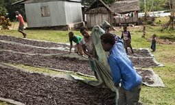 Madagascar's &pound;152m vanilla industry soured by child labour and poverty - The Guardian | Operation Phobos | Scoop.it