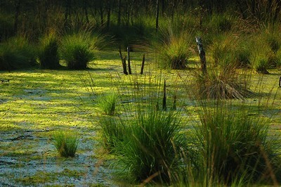 » renforcement des mesures de soutien à l’agriculture biologique | Planète DDurable | Scoop.it