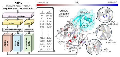 Predicting protein electrostatics with protein language models | Ncm | RMH | Scoop.it