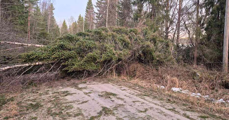 Hannes-myrskyn j&auml;lkeen ei kannata menn&auml; mets&auml;&auml;n &ndash; &rdquo;Puu voi kaatua sekunnissa&rdquo; | Etel&auml;-Pohjanmaa | Yle | 1Uutiset - Lukemisen t&auml;hden | Scoop.it