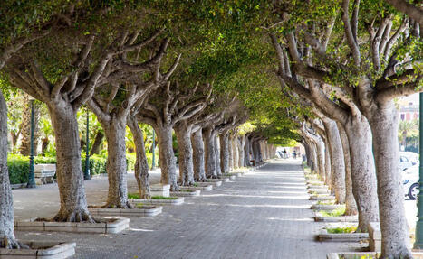 LIMOGES EXP&Eacute;RIMENTE UNE M&Eacute;THODE NATURELLE CONTRE LES ARBRES ENVAHISSANTS | Regards crois&eacute;s sur la transition &eacute;cologique | Scoop.it