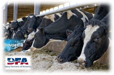 Dairy Farmers of America révèle un projet pilote d'élimination du méthane entérique | Lait de Normandie... et d'ailleurs | Scoop.it