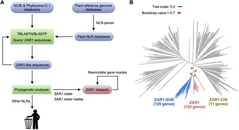 Plant Cell: Jurassic NLR: Conserved and dynamic evolutionary features of the atypically ancient immune receptor ZAR1 (2023) | Publications | Scoop.it