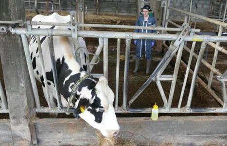 La télémédecine vétérinaire bovine, bientôt une réalité ?  | Actualité Bétail | Scoop.it