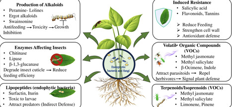Deciphering Role of Endophytes in Plant Defences and Biotic Stress Resilience Across Families | pce | RMH | Scoop.it