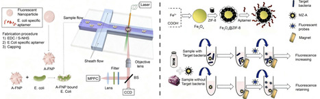 Research Progress of Functional Nucleic Acids-Based Biosensor in the Sensitive Detection of Foodborne Pathogens | cbc | RMH | Scoop.it