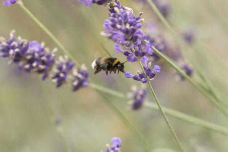 Strasbourg : des bourdons aux plantes sauvages, les citoyens invités à faire l’inventaire de la biodiversité ordinaire | Biodiversité | Scoop.it